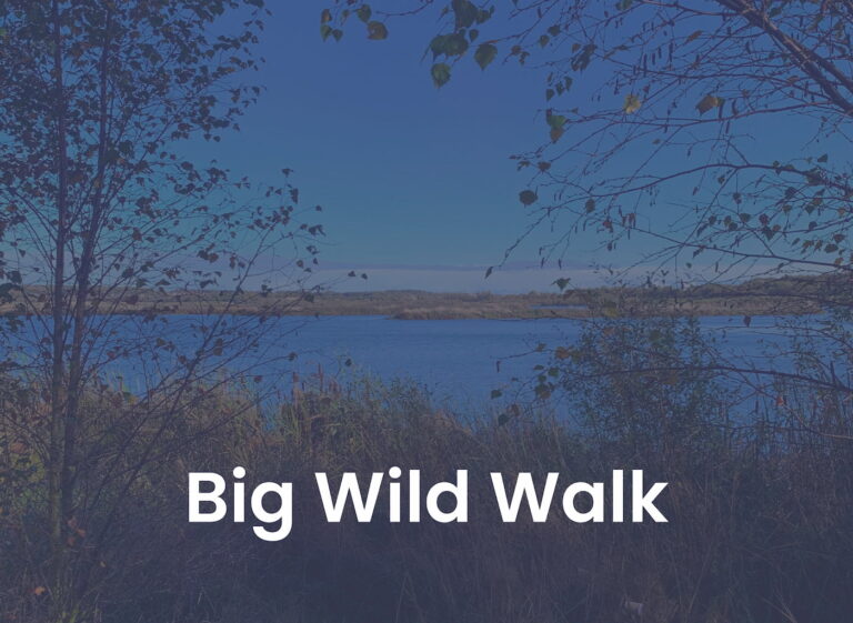 Big Wild Walk