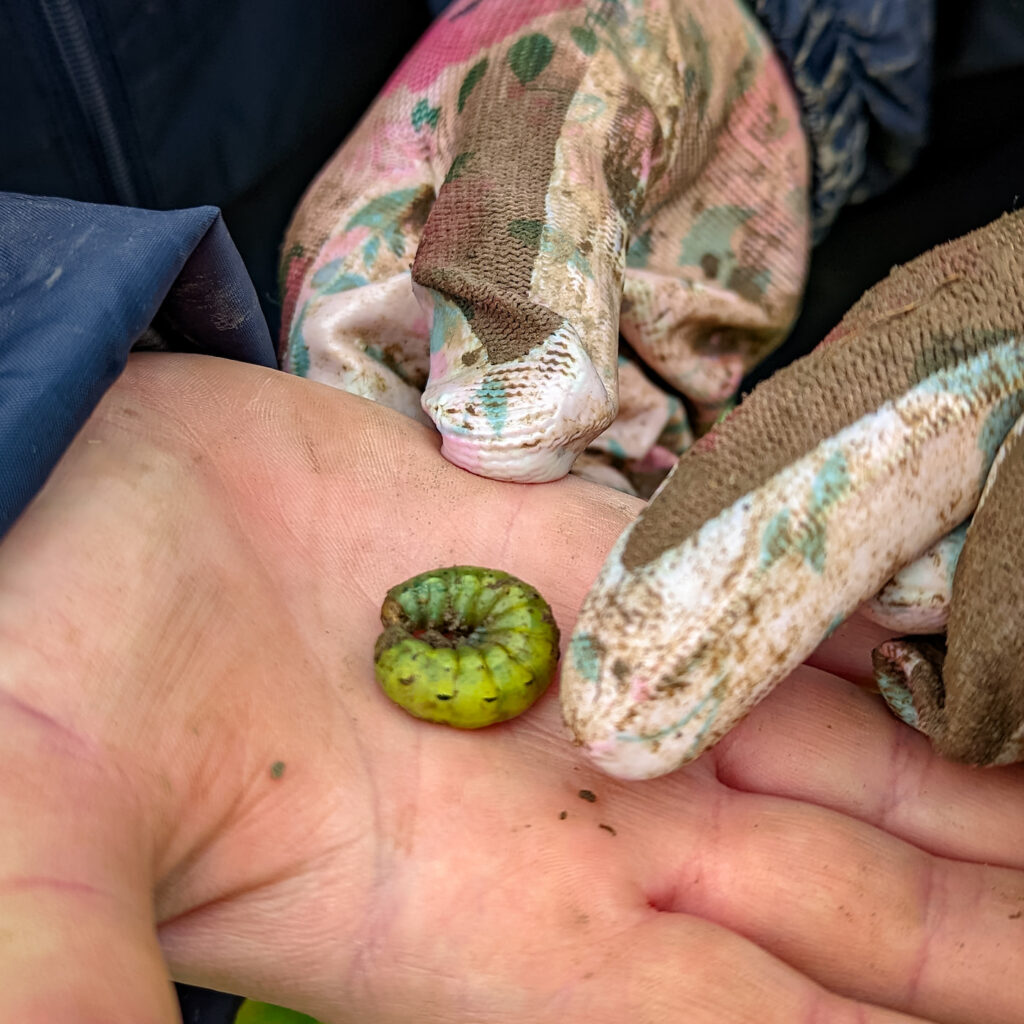 Members of The Far'n'Beyond team holding a caterpillar found whilst planting trees.
