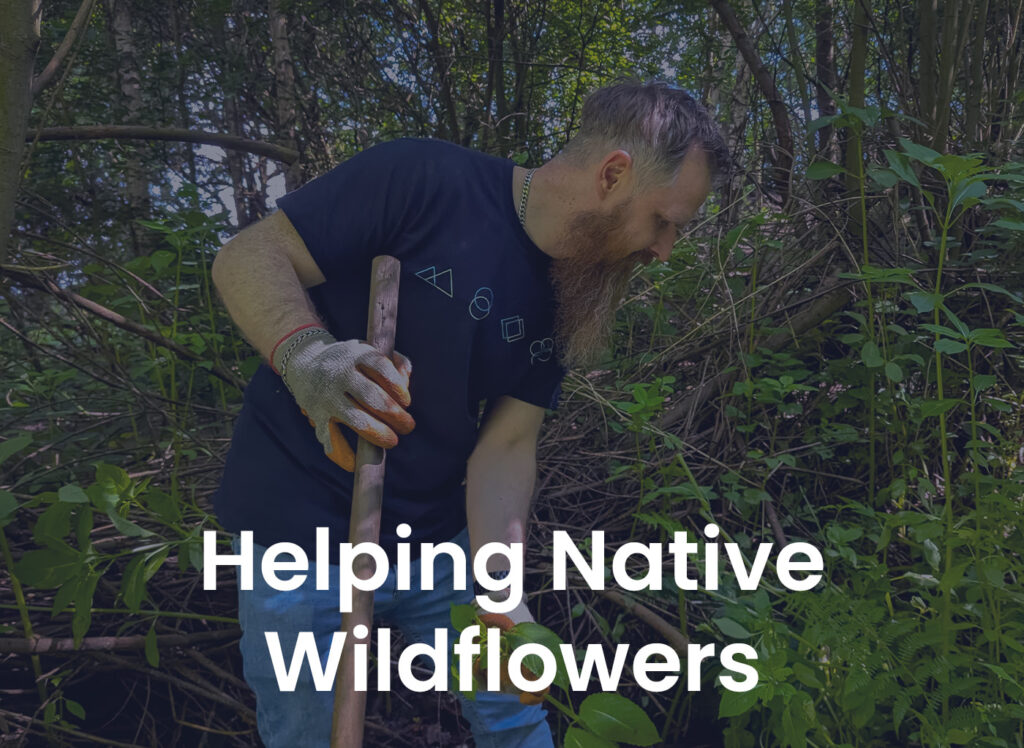 Helping Native Wildflowers
